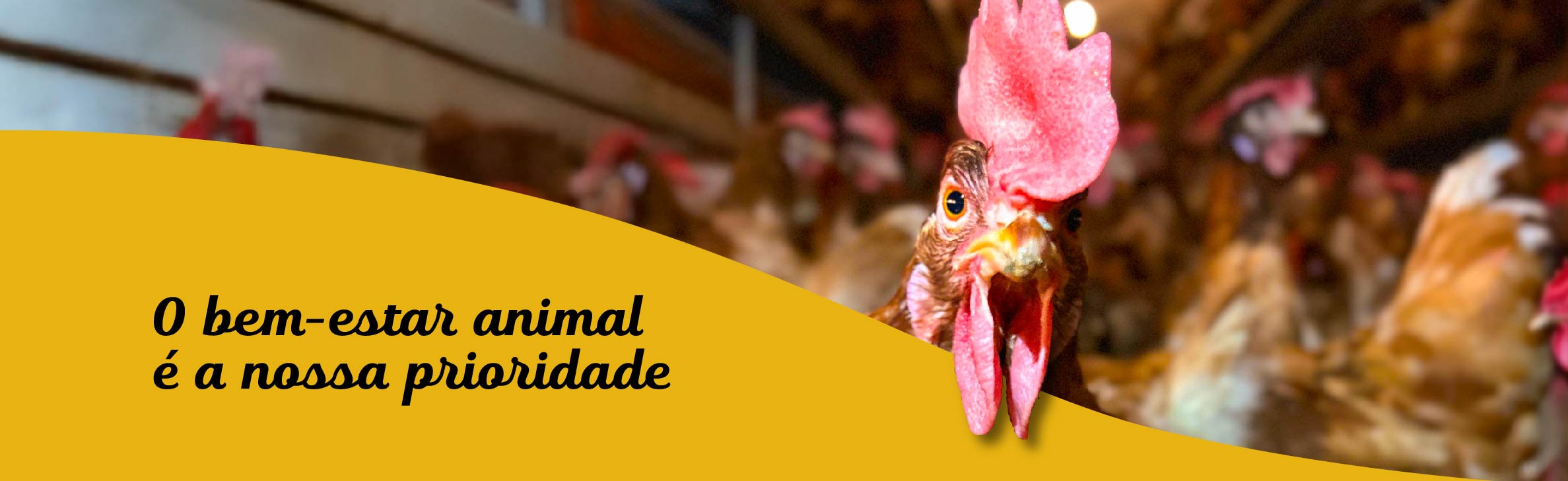 bem-estar das galinhas